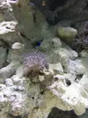 [TodoMarino.com] Acuario Alhaurino, cuarto intento.