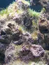 [TodoMarino.com] Acuario Alhaurino, cuarto intento.
