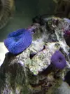 [TodoMarino.com] Acuario Alhaurino, cuarto intento.