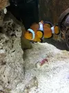 [TodoMarino.com] Acuario Alhaurino, cuarto intento.