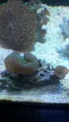 [TodoMarino.com] Vendo Discosomas - Rhodactis - Xenia - Briaerium MADRID - Madrid zona Las Rosas - La Peineta