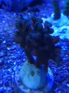[TodoMarino.com] Vendo esquejes sps y los pontevedra - Pontevedra