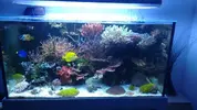 [TodoMarino.com] Vendo Acuario 250l + Sump 100l+Mesa+Pantalla Ati 39w x 6. - Granada