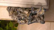 [TodoMarino.com] Pude alguien confirmar si este esqueleto pertenece a un coral azul?