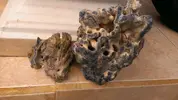 [TodoMarino.com] Pude alguien confirmar si este esqueleto pertenece a un coral azul?