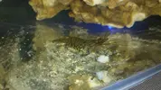 [TodoMarino.com] Autoctonos buenos para Reef?