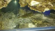 [TodoMarino.com] Autoctonos buenos para Reef?