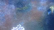 [TodoMarino.com] Cyano, dinos o ambos.