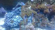 [TodoMarino.com] Cyano, dinos o ambos.