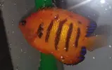 [TodoMarino.com] Vendo centropyge loriculus - Madrid