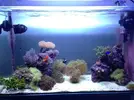 [TodoMarino.com] Urna 126L, mesa, pantalla, skimmer - San Sebastian de los Reyes/Alcobendas