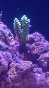 [TodoMarino.com] shallow bommie