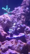 [TodoMarino.com] shallow bommie