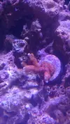 [TodoMarino.com] shallow bommie