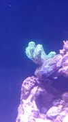 [TodoMarino.com] shallow bommie