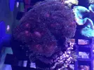 [TodoMarino.com] Vendo pocillopora - Sant Joan despi