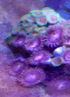 [TodoMarino.com] zoas watermelon nucleo verde?