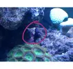 [TodoMarino.com] Como eliminar o controlar la ciano bacteria ???