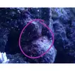 [TodoMarino.com] Como eliminar o controlar la ciano bacteria ???