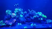 [TodoMarino.com] GRANADA VENDO ACUARIO 200 LITROS, ROCA, CORALES  Y ALGO DEL EQUIPO - GRANADA