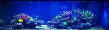 [TodoMarino.com] efectos negativos que puede sufrir un acuario al llenarlo o hacer cambios con agua de mar
