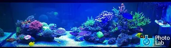 [TodoMarino.com] efectos negativos que puede sufrir un acuario al llenarlo o hacer cambios con agua de mar