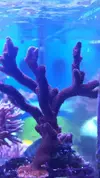 [TodoMarino.com] vendo montipora,hystrix,euphyllia - Barcelona