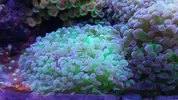 [TodoMarino.com] vendo montipora,hystrix,euphyllia - Barcelona