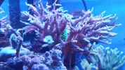 [TodoMarino.com] vendo montipora,hystrix,euphyllia - Barcelona