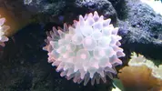 [TodoMarino.com] vendo anemonas quadricolor rosa fosforita - Las Rozas de Madrid