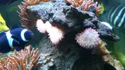 [TodoMarino.com] vendo anemonas quadricolor rosa fosforita - Las Rozas de Madrid