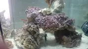 [TodoMarino.com] nano 40 litros + 10 litros sump