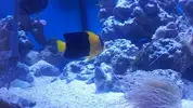 [TodoMarino.com] Centropyge Bicolor