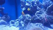 [TodoMarino.com] Centropyge Bicolor
