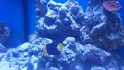 [TodoMarino.com] Centropyge Bicolor