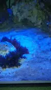 [TodoMarino.com] Alga mediterraneo en reef