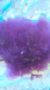 [TodoMarino.com] Alga mediterraneo en reef