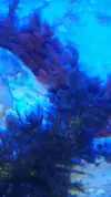 [TodoMarino.com] Alga mediterraneo en reef