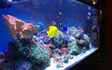 [TodoMarino.com] Vendo esquejes y polipos coral Discosomas  - ENVIO