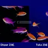 [TodoMarino.com] Fotos de peces en stock!!!