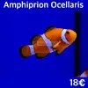 [TodoMarino.com] Fotos de peces en stock!!!