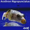 [TodoMarino.com] Fotos de peces en stock!!!