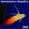 [TodoMarino.com] Fotos de peces en stock!!!