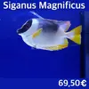 [TodoMarino.com] Fotos de peces en stock!!!
