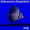 [TodoMarino.com] Fotos de peces en stock!!!