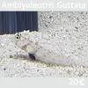 [TodoMarino.com] Más peces en stock!!!