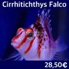 [TodoMarino.com] Más peces en stock!!!