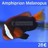 [TodoMarino.com] Más peces en stock!!!