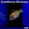 [TodoMarino.com] Más peces en stock!!!
