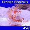 [TodoMarino.com] Más peces en stock!!!